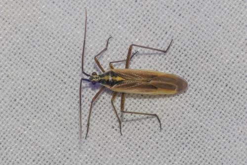 Réf. 258 063 : Leptopterna dolabrata